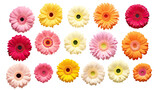 collection of gerbera daisies flowers isolated on a transparent background, generative ai