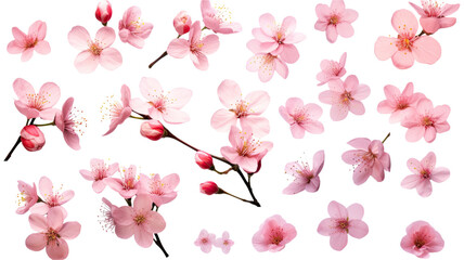 Wall Mural - collection of cherry blossoms flowers isolated on a transparent background, generative ai