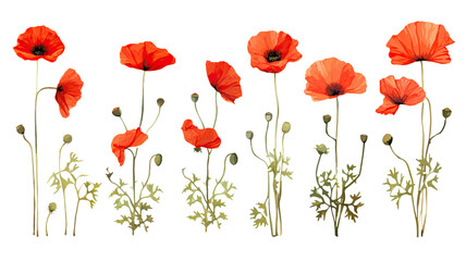 Wall Mural - collection of poppies flowers isolated on a transparent background, generative ai