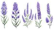 Collection Of Hand Drawn Lavender Flowers Isolated On A Transparent Background, Generative Ai