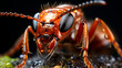 Macro of a head of a wild ant