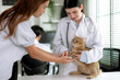 Veterinarian examines the cute cat and gives him an annual vaccination.