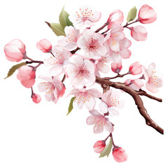 Wall Mural - Cherry flower isolated. Illustration AI Generative.