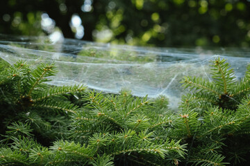 Spider nests, big and thick spider net on a coniferous bush in the garden. Macro shot of the cobweb on coniferous tree in the forest