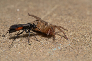 Sticker - the wasp rider, Parasitica attacks the wolf spider Trochosa ruricola, an attack by the predatory harmful wasp of a dangerous spider in order to lay its eggs.