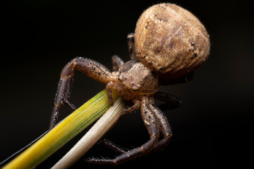 Wall Mural - Crab Spider Xysticus ulmi, Close-up of a female crab spider (Xysticus ulmi) in a threatening position. The venomous spider is not dangerous to humans, a hunter spider. selective focus, soft focus.