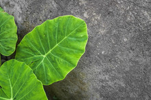Large Green Taro Leaves With Rough Gray Cement Walls Background. Empty Blank Copy Text Space.