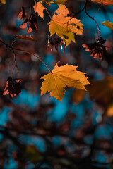 Wall Mural - yellow autumn leaves and black trunks against a blue sky.