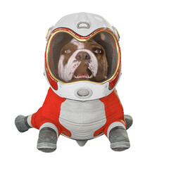 Wall Mural - bulldog astronaut is floating