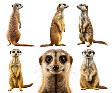 Meerkat, Many Angles And View Portrait Side Back Head Shot Isolated On Transparent Background Cutout, PNG File