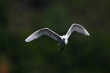 Poster - Little egret // Seidenreiher (Egretta garzetta) - Lake Kerkini, Greece