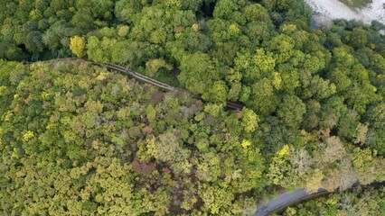 Wall Mural - Aerial view from a drone over the green forest