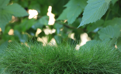 Canvas Print - dew on wet green grass