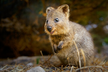 quokka - setonix brachyurus small macropod size of domestic cat, like marsupials kangaroo and wallab