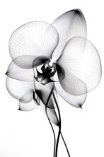 Abstract Orchid Petals, Black And White Illustration. Generative AI