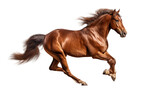 Fototapeta Konie - Brown horse isolated. Illustration AI Generative