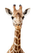 isolated portrait of a giraffe