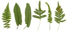 Various Different Pressed Fern Leaves Isolated Over A Transparent Background, Cut-out Nature, Botany, Botanical Herbarium Or Forest Design Elements, PNG