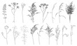 Set of weeds, wild plants in field and forest for architecture and landscape design, contour. Vector illustration