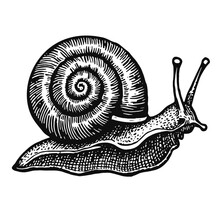 Snail Vintage Sketch