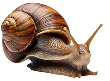 Snail Isolated On The Transparent Background PNG. AI Generative.
