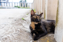 Street Cat On The Streets Of Split Croatia