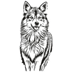 Wall Mural - Icelandic Sheepdog dog head line drawing vector,hand drawn illustration with transparent background sketch drawing