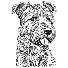 Lakeland Terrier dog vector graphics, hand drawn pencil animal line illustration realistic breed pet