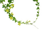 Nature frame of twisted climbing vines with glossy green leaves and yellow flowers of Yellow Allamanda or common trumpet vine the ornamental flowering plant