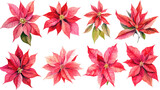 a collection of grunge oil painted poinsettias flowers isolated on a transparent background, generative ai