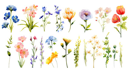 Wall Mural - a collection of grunge oil painted spring flowers isolated on a transparent background, generative ai