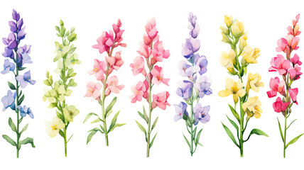 Wall Mural - a collection of soft watercolor snapdragons flowers isolated on a transparent background, generative ai