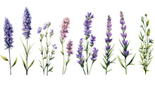 A Collection Of Grunge Oil Painted Lavender Flowers Isolated On A Transparent Background, Generative Ai