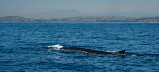 Wall Mural - Fin Whale surfacing off San Clemente