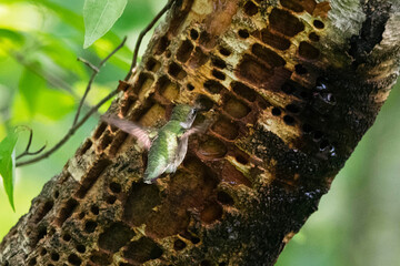 hummingbird taking sap from a birch tree.