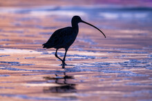 A Curlew Wading In The Surf At Sunset, Near Morro Bay, California.