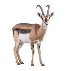 Wall Mural - antelope isolated on white