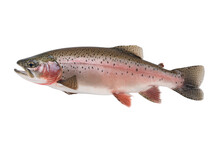 Trout On White Background
