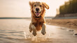 Close up photo of a Golden Retriever dog jumping to the beach