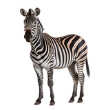 Fototapeta  - zebra isolated on white background