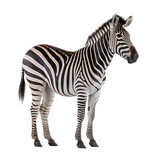 Fototapeta Konie - zebra isolated on white