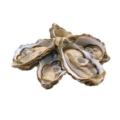 Wall Mural - oysters on a white background isolate