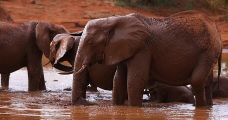 Wall Mural - A family of elephants are playing in the water in the savannah