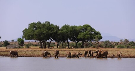 Wall Mural - A family of elephants drink water in the savannah