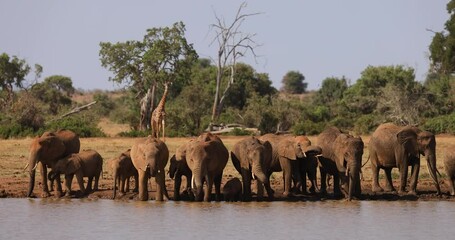 Wall Mural - A family of elephants drink water in the savannah