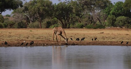 Wall Mural - A giraffe drinks water in the savannah