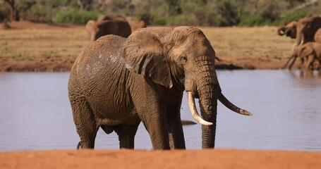 Wall Mural - A family of elephants are walking in the savannah