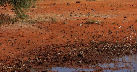 Wall Mural - Thousands of birds fly in the savannah