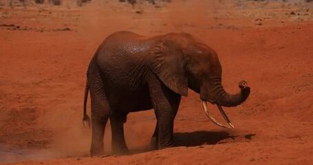 Wall Mural - A family of elephants throw themselves from the red earth in the savannah
