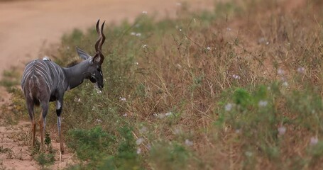 Wall Mural - A lesser kudu eats plants in the savannah